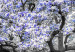 Bild auf Leinwand Blühende Magnolie - Triptychon mit Magnolienbäumen und lila Blumen 128794 additionalThumb 4