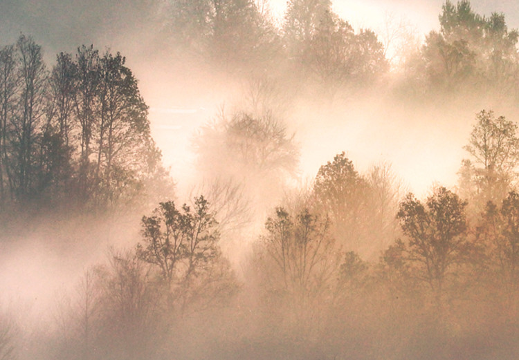 Wandbild Forest in the Fog - Mountainous Landscape With Trees at Sunrise 149805 additionalImage 4