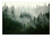 Vlies Fototapete Coniferous Forest 151015 additionalThumb 1