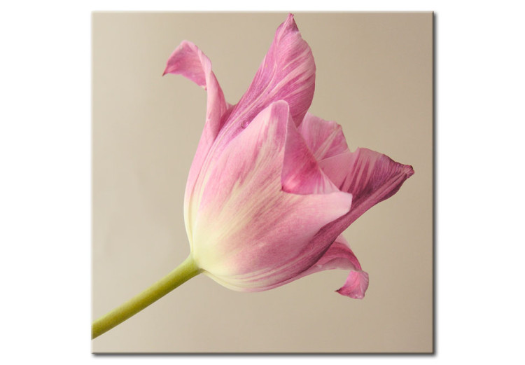 Wandbild Rosa Tulpenblüte  58615