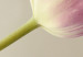 Wandbild Rosa Tulpenblüte  58615 additionalThumb 4