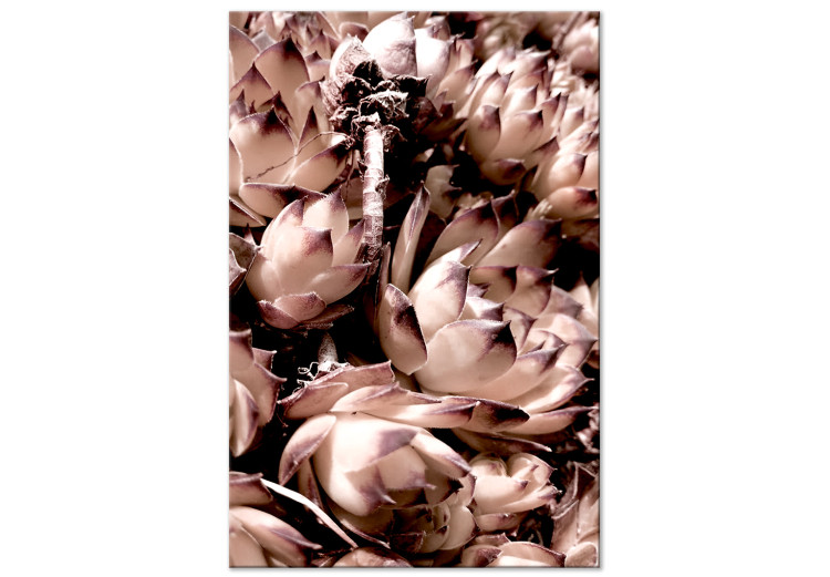 Bild auf Leinwand Romantische Sukkulenten - künstlerisches Foto von Pflanzen in Pastell 122645