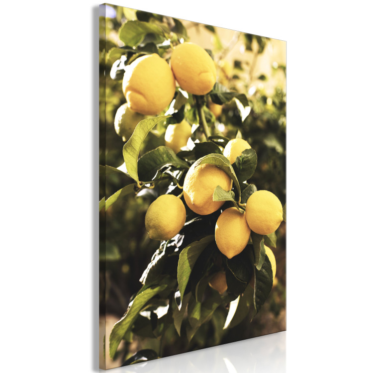 Leinwandbild Zitronenbaum - Foto von einem Baumast mit reifen Früchten 135845 additionalImage 2