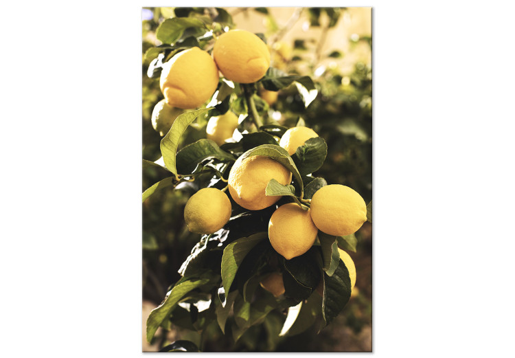 Leinwandbild Zitronenbaum - Foto von einem Baumast mit reifen Früchten 135845