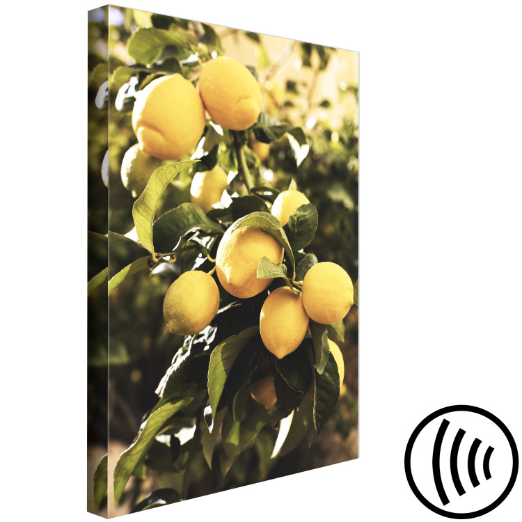 Leinwandbild Zitronenbaum - Foto von einem Baumast mit reifen Früchten 135845 additionalImage 6