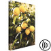 Leinwandbild Zitronenbaum - Foto von einem Baumast mit reifen Früchten 135845 additionalThumb 6