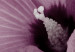 Bild auf Leinwand Hibiskusfrieden – eine Komposition im Zen-Stil, mit orientalischer Orchideenblüte und Steinen, perfekt für Interieurs im japanischen Stil 123495 additionalThumb 5