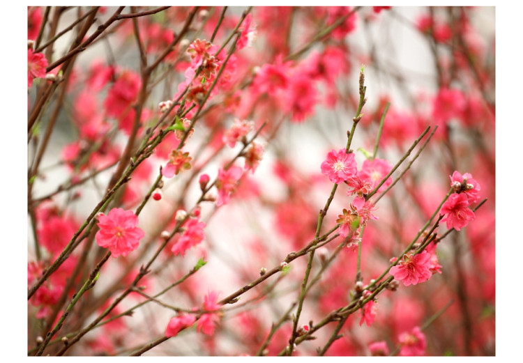 Fototapete Blühende Natur - rosa Blumen auf verschwommenem Pflanzen-Hintergrund 60436 additionalImage 1