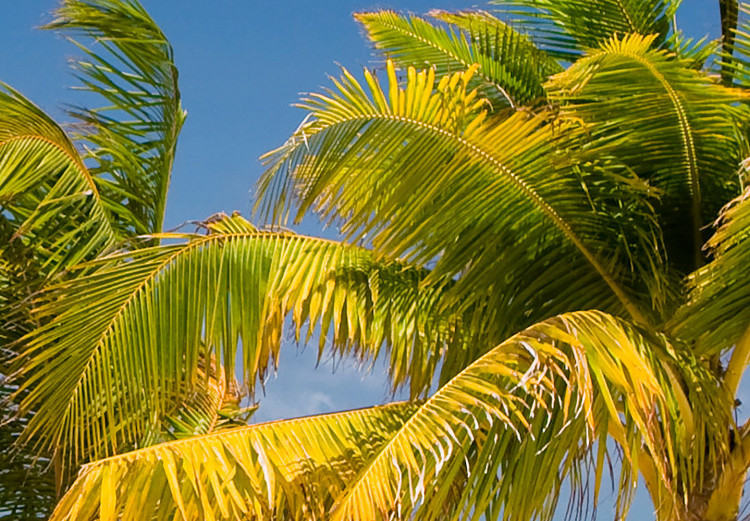 Vlies Fototapete Paradiesische Malediven - Landschaft mit Palmen und blauem Himmel 126946 additionalImage 4