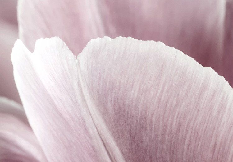 Bild auf Leinwand Tulpennatur (1-teilig) - Rosa Tulpenblüte im Frühling 117156 additionalImage 5