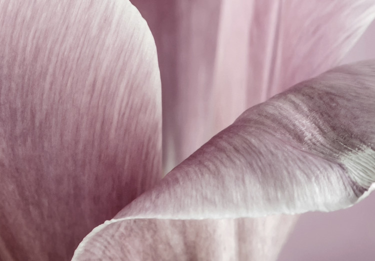 Bild auf Leinwand Tulpennatur (1-teilig) - Rosa Tulpenblüte im Frühling 117156 additionalImage 4