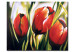 Bild auf Leinwand Im Königreich der Tulpen 47266