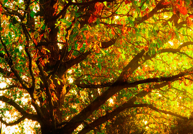 Wandbild Enchanting Autumn 98566 additionalImage 5