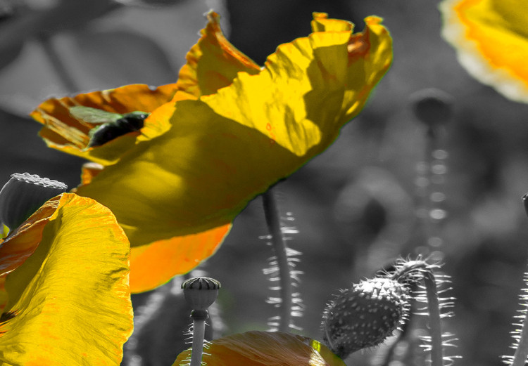 Bild Yellow Poppies (1 Part) Narrow 149986 additionalImage 5