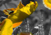 Bild Yellow Poppies (1 Part) Narrow 149986 additionalThumb 5