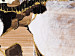 Wandbild Die Königin des Planeten  49007 additionalThumb 3