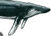 Leinwandbild Whales (1 Part) Vertical 126857 additionalThumb 4