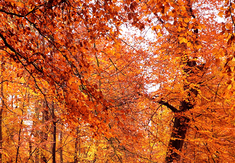 Leinwandbild Autumn Park (1 Part) Wide 124008 additionalImage 4
