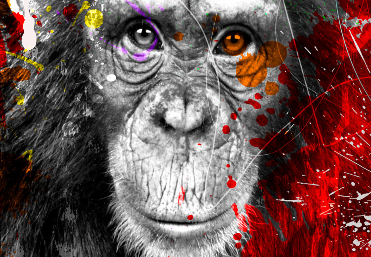 Bild auf Leinwand Colourful Animals: Chimpanzee (1 Part) Vertical 126968 additionalImage 5