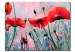 Leinwandbild Einfach nur Mohnblumen - große, rote Blüten auf Pflanzenhintergrund 48568