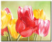 Leinwandbild Frische Tulpen (1-tlg.) - bunte Blumen grüner Hintergrund 48668