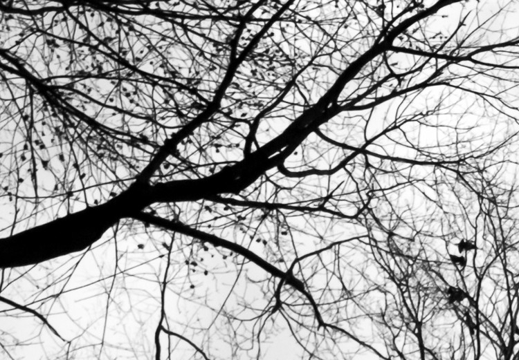 Bild auf Leinwand Himmel der Wintervögel (1-teilig) - Schwarz-weiße Landschaftsnatur 114898 additionalImage 5