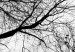 Bild auf Leinwand Himmel der Wintervögel (1-teilig) - Schwarz-weiße Landschaftsnatur 114898 additionalThumb 5