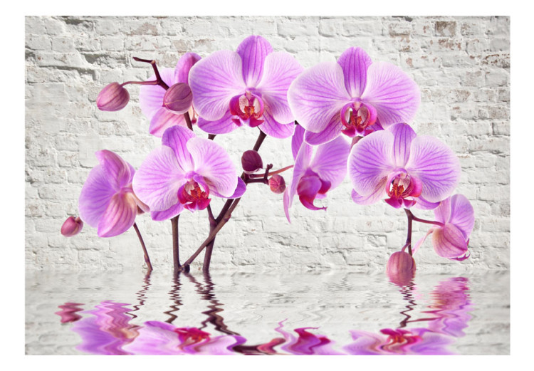 Vlies Fototapete Lila Begeisterung - Orchideen unter Wasser vor weißer Mauer 62019 additionalImage 1