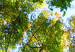 Leinwandbild Treetops 50439 additionalThumb 5