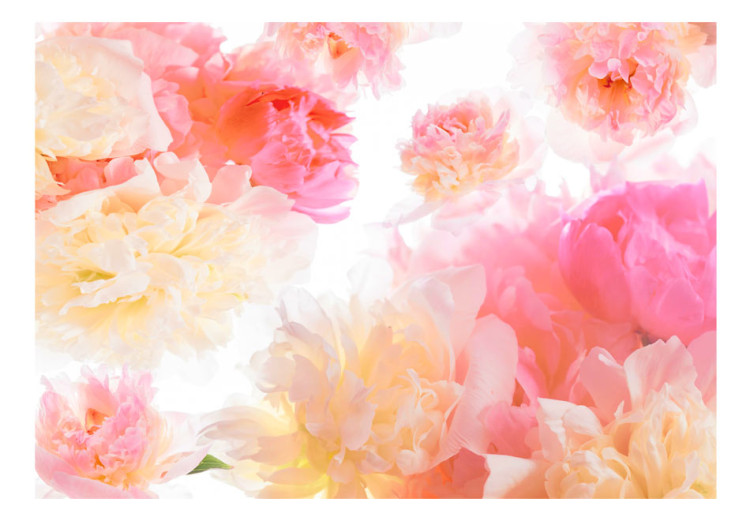 Fototapete Pastell-Pfingstrosen - Einheitliches Blumenmotiv in zarten Farben 97339 additionalImage 1