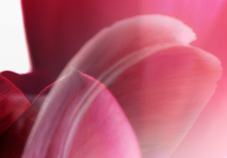 Bild auf Leinwand Flowers: Pink Tulips 98039 additionalImage 4