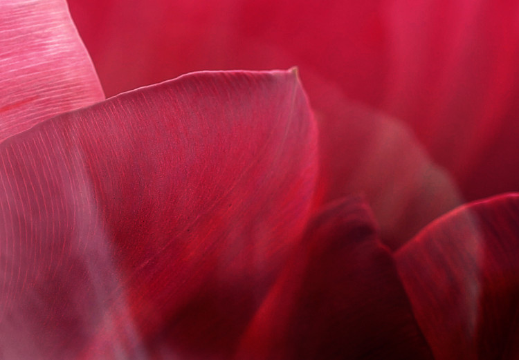Bild auf Leinwand Flowers: Pink Tulips 98039 additionalImage 5