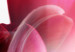 Bild auf Leinwand Flowers: Pink Tulips 98039 additionalThumb 4