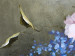 Leinwandbild Blumen im Krug (3-teilig) - Stillleben mit bunten Blumen 48489 additionalThumb 4
